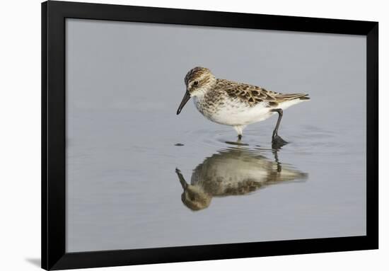 Semipalmated Sandpiper (Calidris pusilla) adult, breeding plumage, Gulf Coast-Bill Coster-Framed Photographic Print