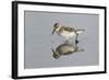 Semipalmated Sandpiper (Calidris pusilla) adult, breeding plumage, Gulf Coast-Bill Coster-Framed Photographic Print