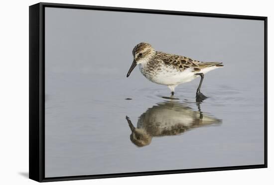 Semipalmated Sandpiper (Calidris pusilla) adult, breeding plumage, Gulf Coast-Bill Coster-Framed Stretched Canvas