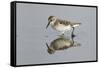 Semipalmated Sandpiper (Calidris pusilla) adult, breeding plumage, Gulf Coast-Bill Coster-Framed Stretched Canvas