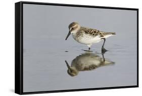 Semipalmated Sandpiper (Calidris pusilla) adult, breeding plumage, Gulf Coast-Bill Coster-Framed Stretched Canvas