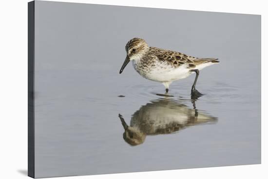 Semipalmated Sandpiper (Calidris pusilla) adult, breeding plumage, Gulf Coast-Bill Coster-Stretched Canvas