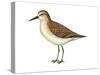 Semipalmated Sandpiper (Calidris Pusilla), Birds-Encyclopaedia Britannica-Stretched Canvas