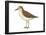 Semipalmated Sandpiper (Calidris Pusilla), Birds-Encyclopaedia Britannica-Framed Poster