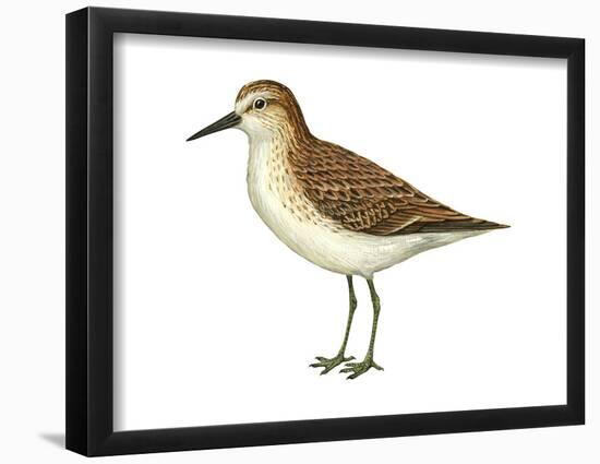 Semipalmated Sandpiper (Calidris Pusilla), Birds-Encyclopaedia Britannica-Framed Poster