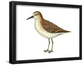 Semipalmated Sandpiper (Calidris Pusilla), Birds-Encyclopaedia Britannica-Framed Poster