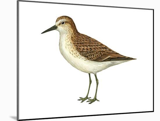 Semipalmated Sandpiper (Calidris Pusilla), Birds-Encyclopaedia Britannica-Mounted Poster