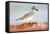 Semipalmated Sandpiper, Calidris Pusilla, Sea Water Bird in the Nature Habitat. Animal on the Ocean-Ondrej Prosicky-Framed Stretched Canvas