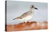 Semipalmated Sandpiper, Calidris Pusilla, Sea Water Bird in the Nature Habitat. Animal on the Ocean-Ondrej Prosicky-Stretched Canvas