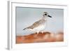 Semipalmated Sandpiper, Calidris Pusilla, Sea Water Bird in the Nature Habitat. Animal on the Ocean-Ondrej Prosicky-Framed Photographic Print