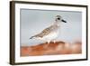 Semipalmated Sandpiper, Calidris Pusilla, Sea Water Bird in the Nature Habitat. Animal on the Ocean-Ondrej Prosicky-Framed Photographic Print