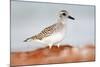 Semipalmated Sandpiper, Calidris Pusilla, Sea Water Bird in the Nature Habitat. Animal on the Ocean-Ondrej Prosicky-Mounted Photographic Print