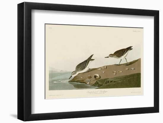 Semipalmated Sandpiper-John James Audubon-Framed Art Print