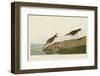 Semipalmated Sandpiper-John James Audubon-Framed Art Print