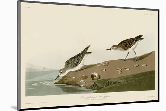 Semipalmated Sandpiper-John James Audubon-Mounted Art Print
