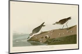 Semipalmated Sandpiper-John James Audubon-Mounted Art Print