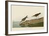 Semipalmated Sandpiper-John James Audubon-Framed Art Print