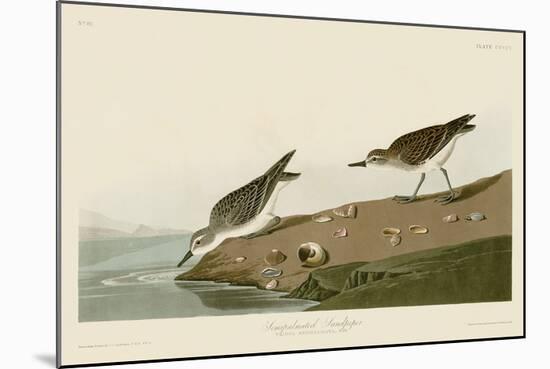 Semipalmated Sandpiper-John James Audubon-Mounted Art Print