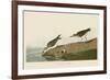 Semipalmated Sandpiper-John James Audubon-Framed Art Print