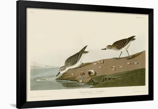 Semipalmated Sandpiper-John James Audubon-Framed Art Print