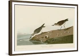 Semipalmated Sandpiper-John James Audubon-Framed Giclee Print