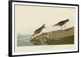 Semipalmated Sandpiper-John James Audubon-Framed Giclee Print