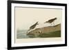 Semipalmated Sandpiper-John James Audubon-Framed Giclee Print