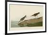 Semipalmated Sandpiper-John James Audubon-Framed Giclee Print