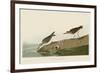 Semipalmated Sandpiper-John James Audubon-Framed Giclee Print