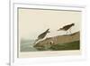 Semipalmated Sandpiper-John James Audubon-Framed Giclee Print