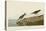 Semipalmated Sandpiper-John James Audubon-Stretched Canvas