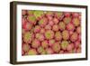 Sempervivum Cantabricum-Charles Bowman-Framed Photographic Print