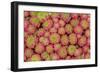 Sempervivum Cantabricum-Charles Bowman-Framed Photographic Print