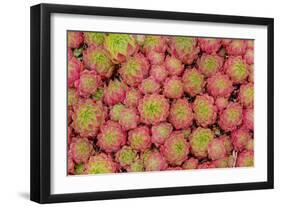 Sempervivum Cantabricum-Charles Bowman-Framed Photographic Print