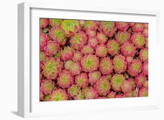 Sempervivum Cantabricum-Charles Bowman-Framed Photographic Print