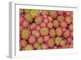 Sempervivum Cantabricum-Charles Bowman-Framed Photographic Print