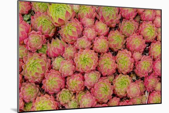 Sempervivum Cantabricum-Charles Bowman-Mounted Photographic Print