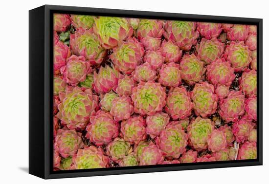 Sempervivum Cantabricum-Charles Bowman-Framed Stretched Canvas