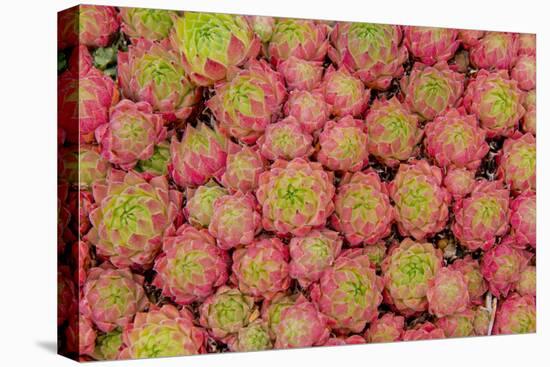 Sempervivum Cantabricum-Charles Bowman-Stretched Canvas