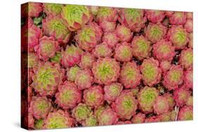 Sempervivum Cantabricum-Charles Bowman-Stretched Canvas