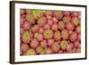 Sempervivum Cantabricum-Charles Bowman-Framed Photographic Print