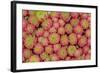 Sempervivum Cantabricum-Charles Bowman-Framed Photographic Print