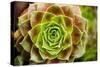 Sempervivum Ohioan-Erin Berzel-Stretched Canvas