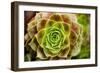 Sempervivum Ohioan-Erin Berzel-Framed Photographic Print