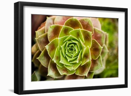 Sempervivum Ohioan-Erin Berzel-Framed Photographic Print