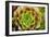 Sempervivum Ohioan-Erin Berzel-Framed Photographic Print