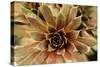 Sempervivum Royal Ruby-Erin Berzel-Stretched Canvas