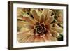 Sempervivum Royal Ruby-Erin Berzel-Framed Photographic Print