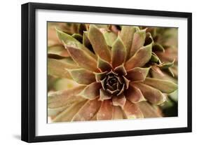 Sempervivum Royal Ruby-Erin Berzel-Framed Photographic Print