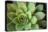 Sempervivum Rupicolum I-Erin Berzel-Stretched Canvas